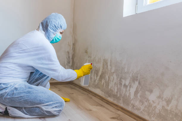 Best Local Mold Removal Service  in Monongah, WV