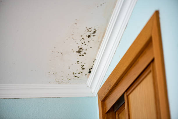 Best Residential Mold Removal  in Monongah, WV