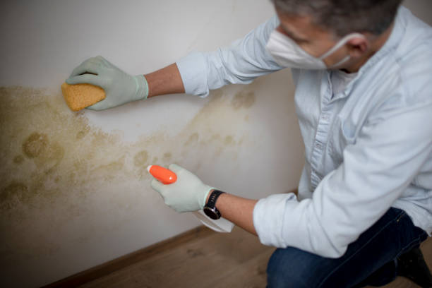 Best Commercial Mold Removal  in Monongah, WV