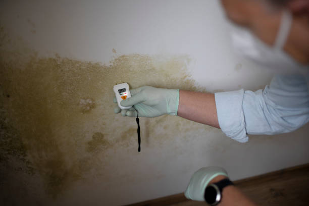 Best Affordable Mold Removal  in Monongah, WV