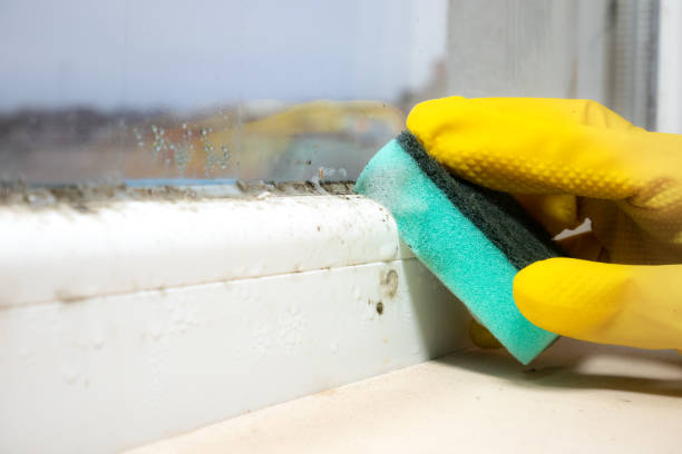 Best Black Mold Removal  in Monongah, WV