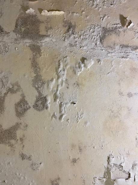 Best Emergency Mold Removal  in Monongah, WV