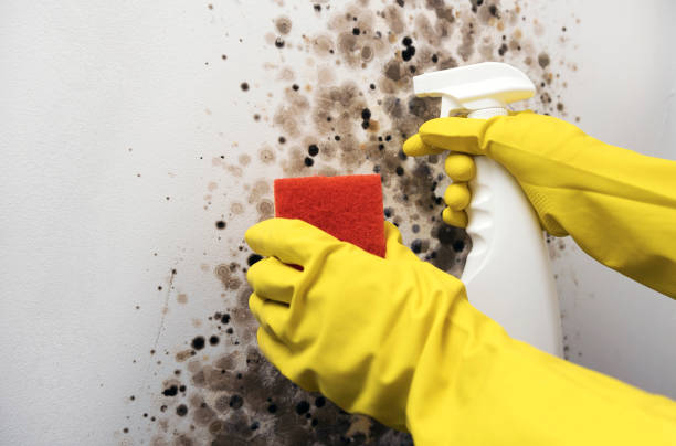 Best Water Damage Restoration  in Monongah, WV