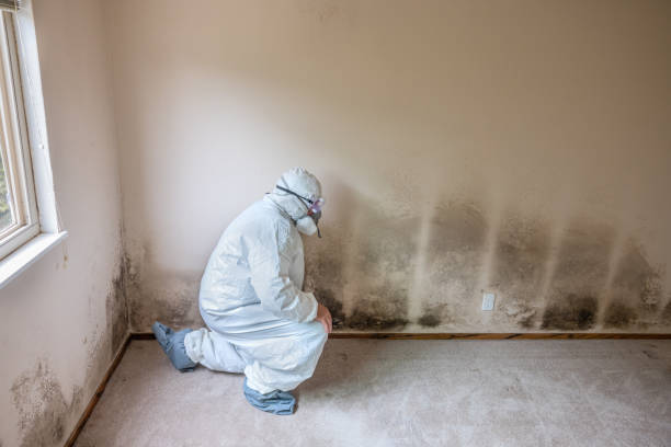 Best Certified Mold Removal  in Monongah, WV