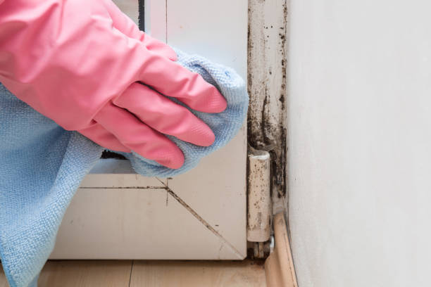 Best Attic Mold Removal  in Monongah, WV